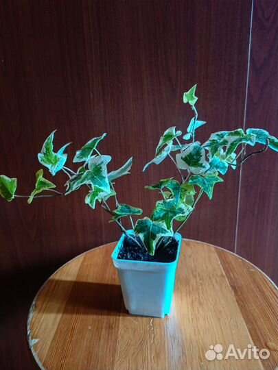 Плющ в горшке