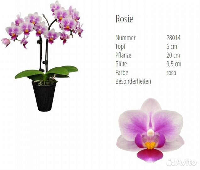 Сортовые орхидеи