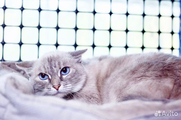 Любимица - трусишка ищет дом