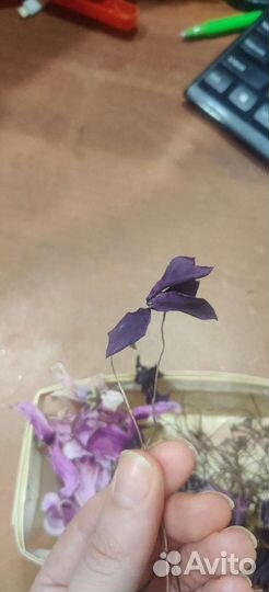 Высушенные цветы цикломена