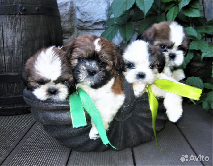Ши-тцу - малыши