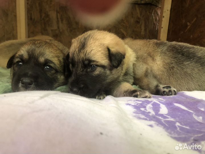 Щенок в добрые руки