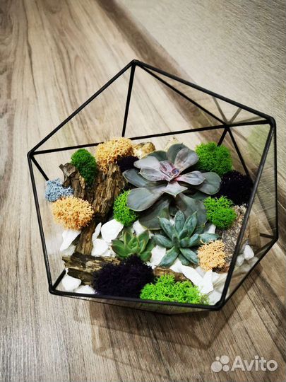 Флорариум в геометрических формах