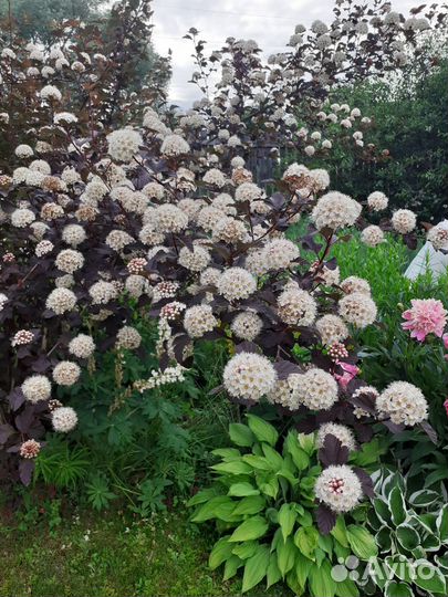 Пузыреплодник