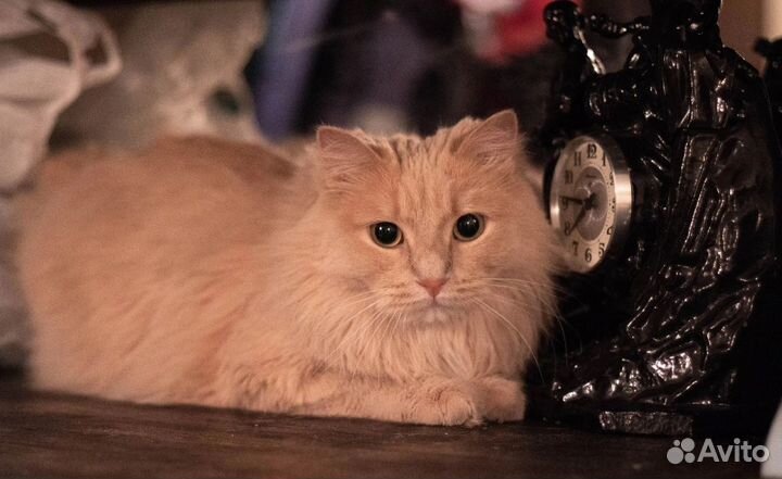 Марлен ищет дом