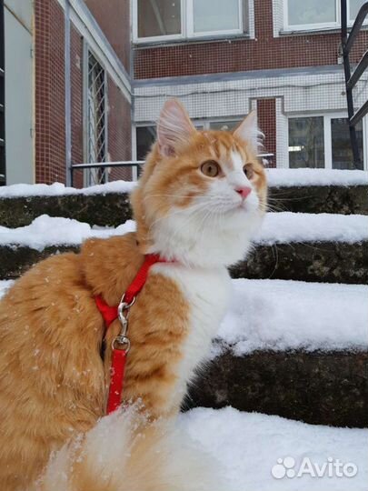 Котик для вязки