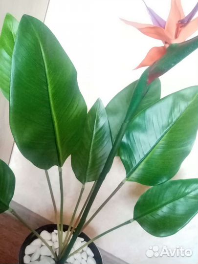 Стрелиция, шефлера