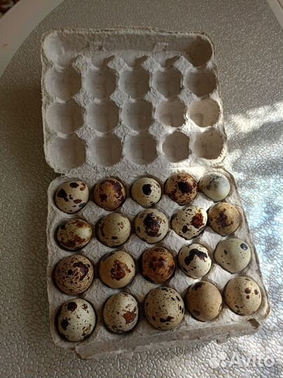 Яйца перепелиные домашние