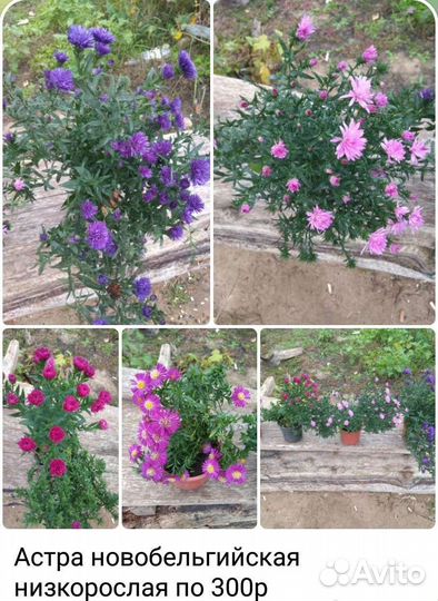 Цветы корнями