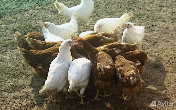 Куры-несушки яичные