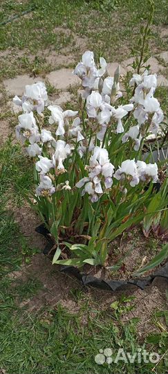 Ирисы бородатые кустик