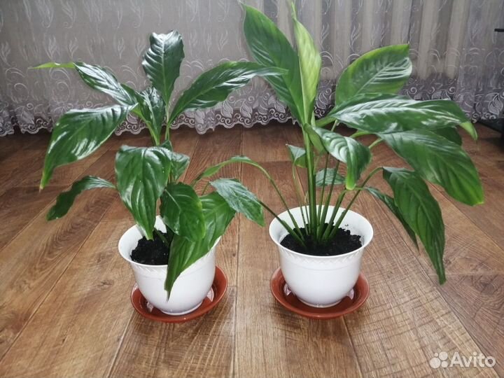 Спатифиллум женское счастье