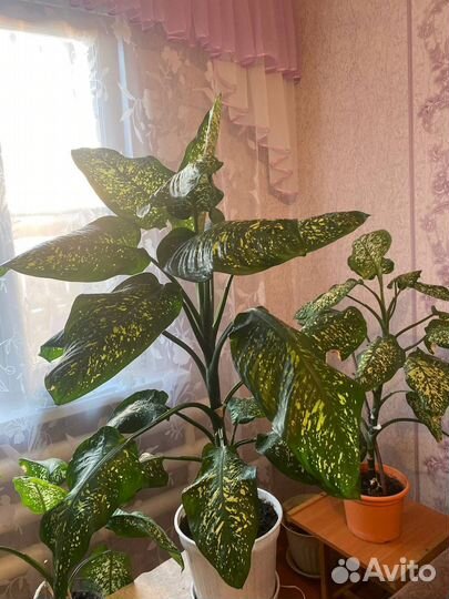 Диффенбахия