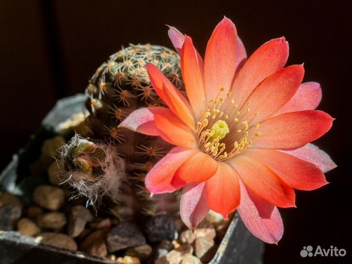 Семена кактусов