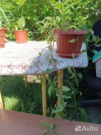 Комнатные растения