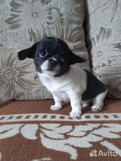 Красивая Девочка Чихуахуа