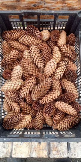 Еловые шишки