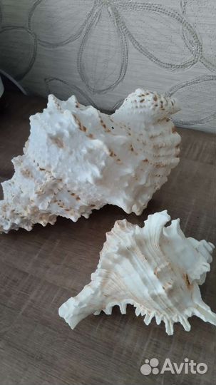 Морские раковины