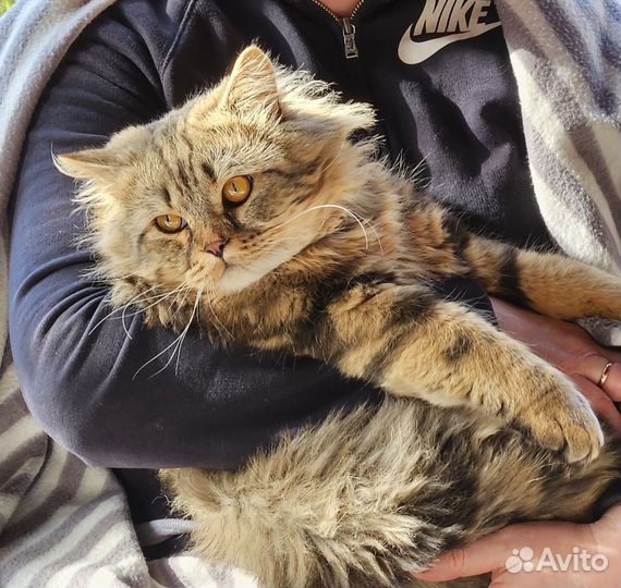 Шотландский кот вязка