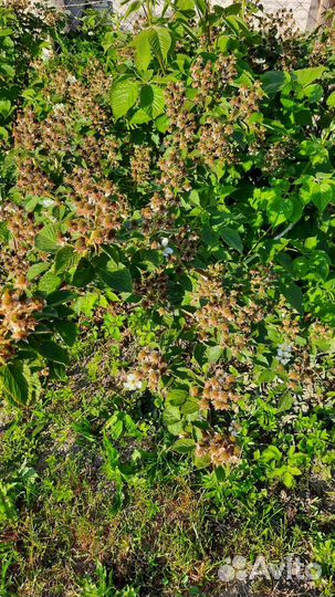 Саженцы ежевики