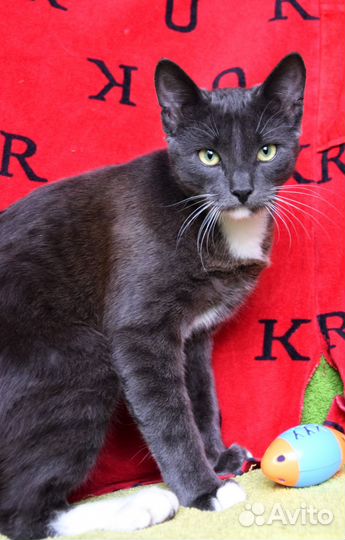 Котик в добрые руки