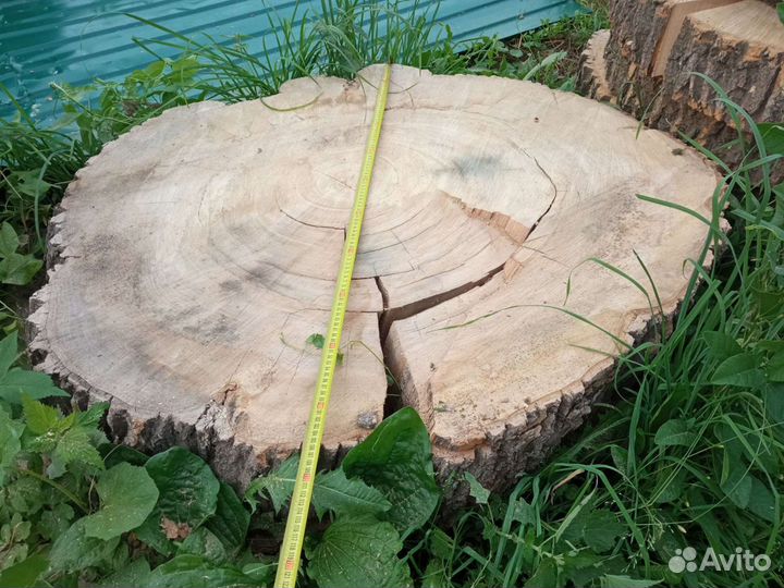 Поперечный спил ясеня