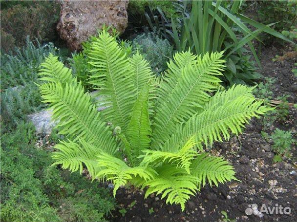 Папоротник садовый