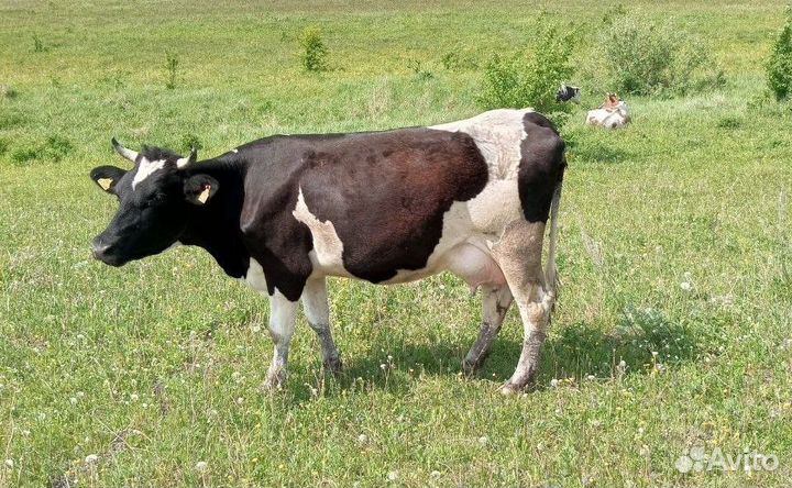 Корова высокоудойная