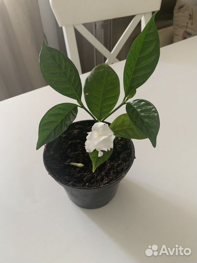 Комнатный жасмин