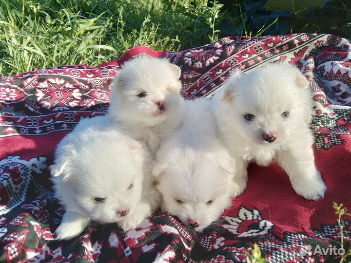 Щенки немецкого малого шпица