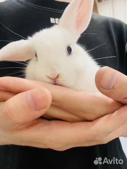 Крольчата карликовые вислоухие