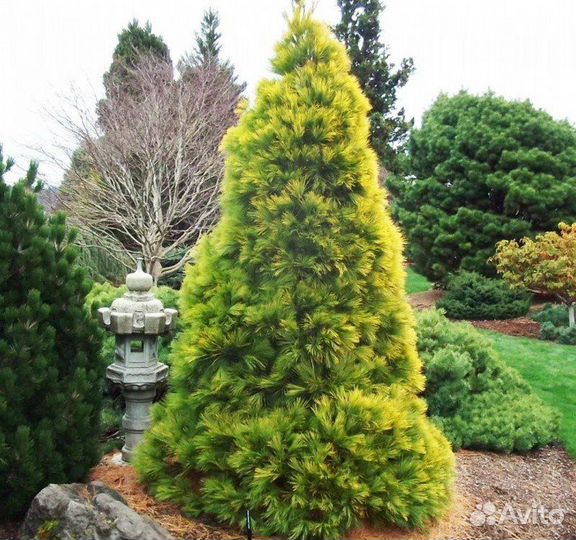 Сосна Веймутова Луи