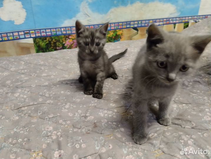 Котята