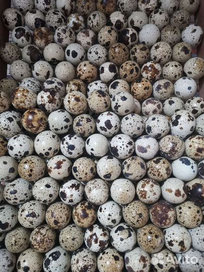 Яйца перепелиные инкубационные Техас