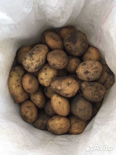 Продам картофель