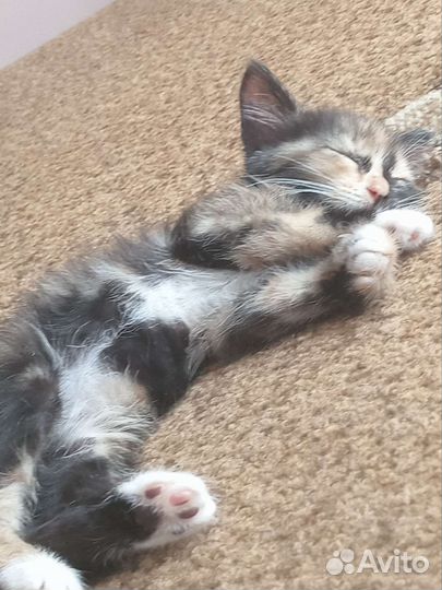 Трех цветная малышка ищет семью