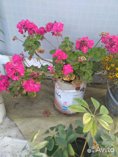 Цветы: герань, бальзамин, колеус