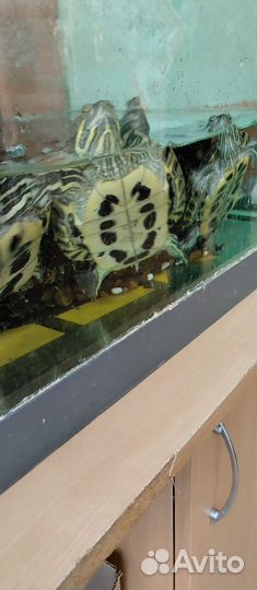 Отдам бесплатно черепашек