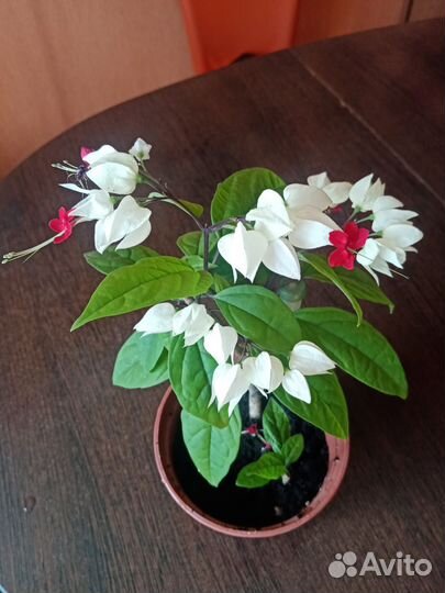 Диффенбахия Кул Бьюти