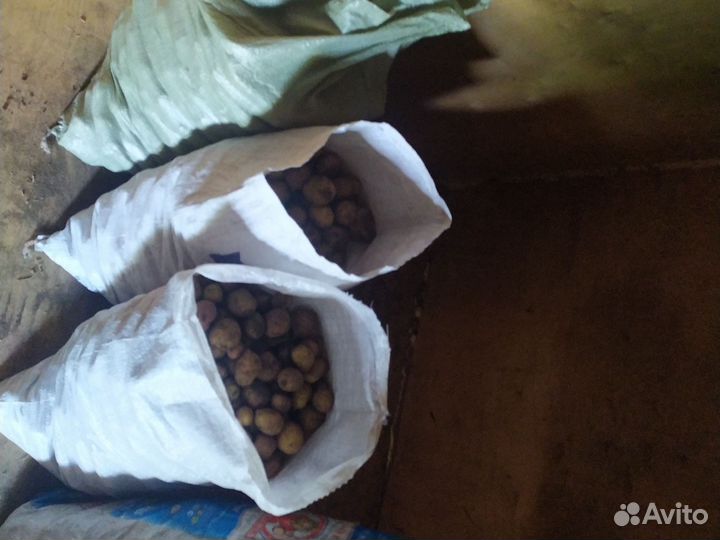 Картошка на корм скоту