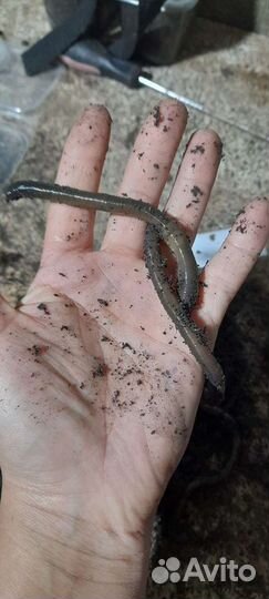 Черви зеленые