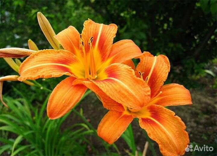 Садовые цветы, декоративные кустарники