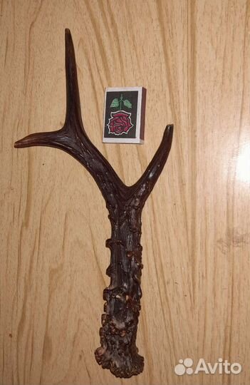 Рог косули.один.33 см