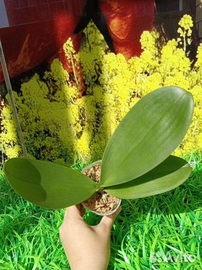 Орхидея фаленопсис бабочка