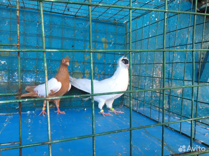 Продажа голубей