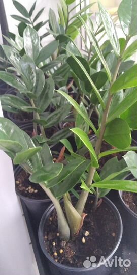 Замиокулькас (долларовое дерево)