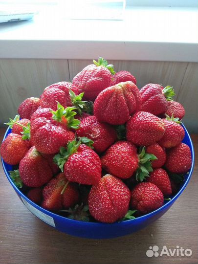 Рассада клубники