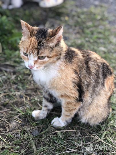 Котята в добрые руки бесплатно