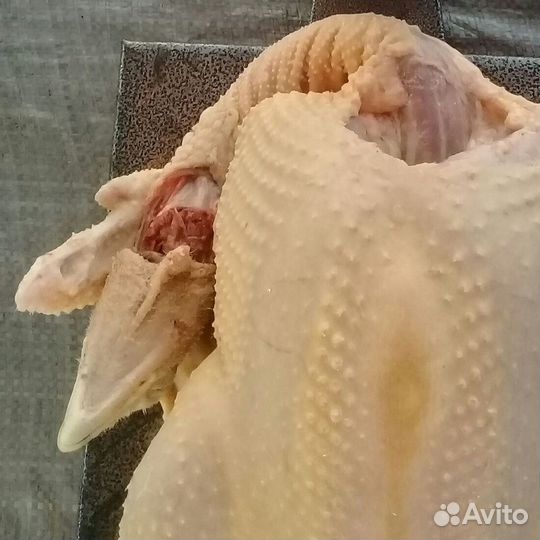 Мясо индюка