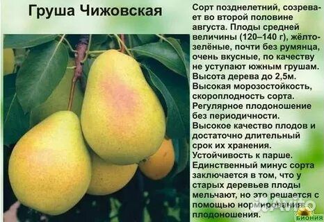 Груша Чижовская Лесная красавица